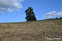 VBS_5364 - La solita strada... il grano da crescere, i campi da arare...